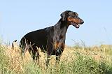 DOBERMANN 881